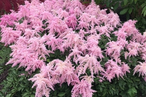 Astilbe 'Fireworks Pink' New 2024